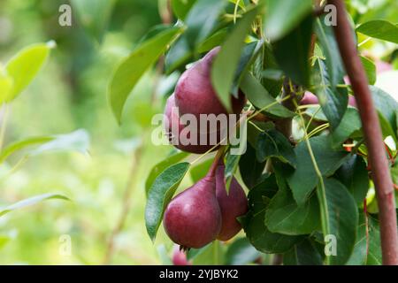 Les poires douces appétissantes rouges poussent et mûrissent sur un arbre dans un beau jardin fruitier sur fond vert Banque D'Images