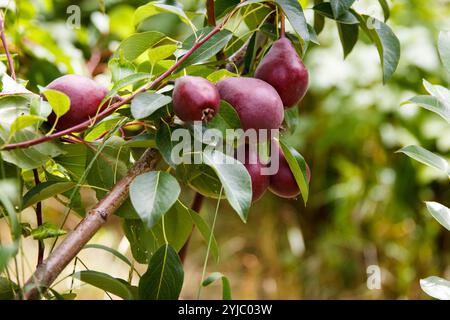 Les poires appétissantes rouges poussent et mûrissent sur un arbre dans un magnifique jardin de fruits sur fond vert Banque D'Images