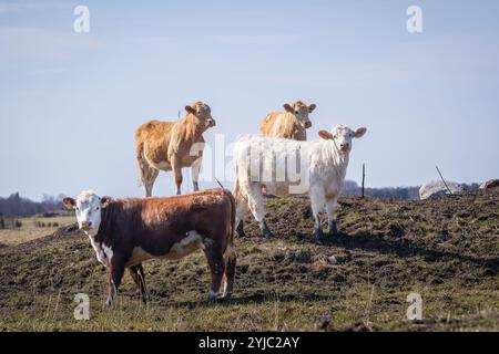 Génisse yearling Hereford et charolais cattles avec fond de printemps. Veaux bovins Hereford et Charolais sur la prairie côtière. Banque D'Images