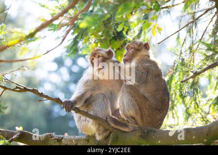 Macaque barbarie, singe rhésus, faune de l'Afrique du Nord, habitat jungle, forêt tropicale de couple Banque D'Images