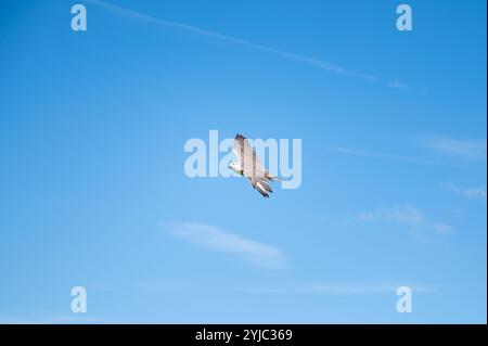 Faucon gyroscopique, faune, oiseau rapace de proie volant, habitat, forêt et paysage de prairie, Falco rusticolus Banque D'Images