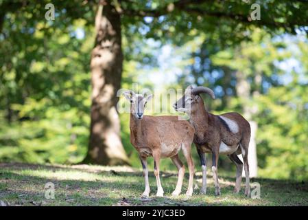 Mouflon avec bois dans la forêt, faune dans la forêt, Ovis gmelini animal, habitat de la faune, chèvre sauvage Banque D'Images