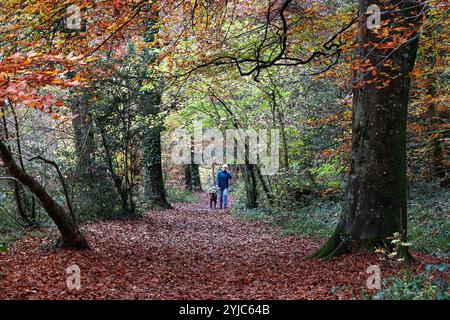 Dunsford, Teign Valley, Royaume-Uni. 14 novembre 2024. Météo Royaume-Uni : promeneur de chiens dans les bois colorés de Dunsford, Teign Valley, Devon. Crédit : Nidpor/Alamy Live News Banque D'Images