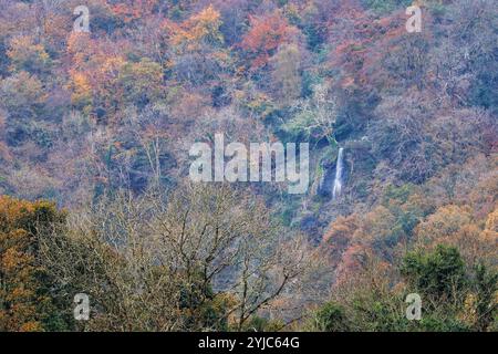 Canonteign Falls, Teign Valley, Royaume-Uni. 14 novembre 2024. Météo Royaume-Uni : Canonteign tombe aux couleurs de l'automne dans la vallée de Teign, Devon. Crédit : Nidpor/Alamy Live News Banque D'Images