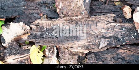 Écorce d'arbre infestée de coléoptères de l'écorce, galeries et pistes sinueuses simples sur un bois mort, forêt d'arbres dépéris, dommages à l'environnement Banque D'Images