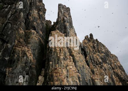 La spectaculaire falaise d'Alkefjellet avec des guillemots, des colonnes de dolérite, Svalbard Banque D'Images