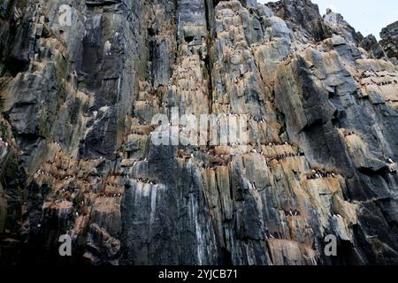 La spectaculaire falaise d'Alkefjellet avec des guillemots, des colonnes de dolérite, Svalbard Banque D'Images