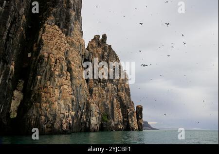 La spectaculaire falaise d'Alkefjellet avec des guillemots, des colonnes de dolérite, Svalbard Banque D'Images