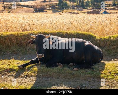 Black Bull couché dans le pâturage Basking in the Sun et attaché avec une corde à Huaraz Banque D'Images