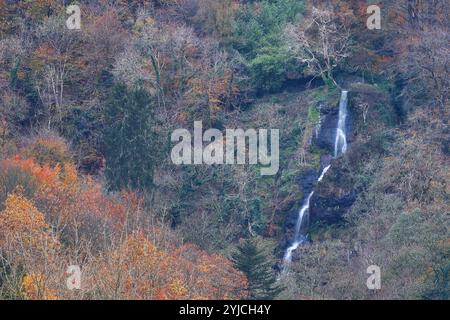 Canonteign Falls, Teign Valley, Royaume-Uni. 14 novembre 2024. Météo Royaume-Uni : Canonteign tombe aux couleurs de l'automne dans la vallée de Teign, Devon. Crédit : Nidpor/Alamy Live News Banque D'Images