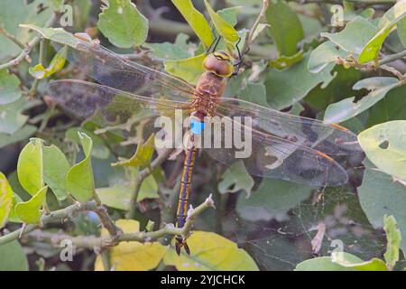 Moindre empereur libellule, (Anax parthénope), femelle, repos, se prélasser, sanctuaire ornithologique de Bharatpur, parc national de Keoladeo, Bharatpur, Rajasthan, Inde. Banque D'Images
