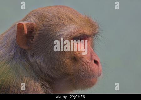 Macaque rhésus, singe, (Macaca mulatta), portrait de profil, Sanctuaire ornithologique de Bharatpur, parc national Keoladeo, Bharatpur, Rajasthan, Inde. Banque D'Images