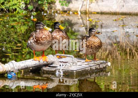 Trois canards reposant sur un tuyau sur un lac dans l'eau. Beaux reflets dans l'eau claire Banque D'Images
