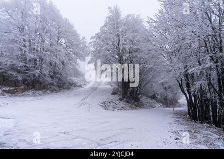 Senj, Croatie. 14 novembre 2024. La première neige de la saison hivernale est vue au Lodge de montagne de Zavizanj le 14 novembre 2024 près de Senj, Croatie. Photo : Hrvoje Kostelac/PIXSELL crédit : Pixsell/Alamy Live News Banque D'Images