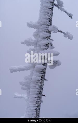 Senj, Croatie. 14 novembre 2024. La première neige de la saison hivernale est vue au Lodge de montagne de Zavizanj le 14 novembre 2024 près de Senj, Croatie. Photo : Hrvoje Kostelac/PIXSELL crédit : Pixsell/Alamy Live News Banque D'Images