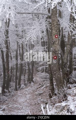 Senj, Croatie. 14 novembre 2024. La première neige de la saison hivernale est vue au Lodge de montagne de Zavizanj le 14 novembre 2024 près de Senj, Croatie. Photo : Hrvoje Kostelac/PIXSELL crédit : Pixsell/Alamy Live News Banque D'Images