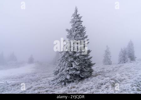 Senj, Croatie. 14 novembre 2024. La première neige de la saison hivernale est vue au Lodge de montagne de Zavizanj le 14 novembre 2024 près de Senj, Croatie. Photo : Hrvoje Kostelac/PIXSELL crédit : Pixsell/Alamy Live News Banque D'Images