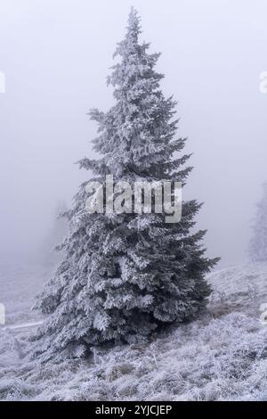 Senj, Croatie. 14 novembre 2024. La première neige de la saison hivernale est vue au Lodge de montagne de Zavizanj le 14 novembre 2024 près de Senj, Croatie. Photo : Hrvoje Kostelac/PIXSELL crédit : Pixsell/Alamy Live News Banque D'Images