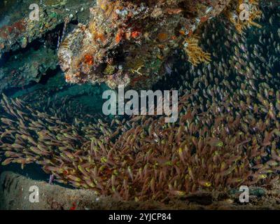 balai à cochons à l'intérieur de l'épave de la mer rouge ss dunraven Banque D'Images