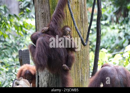 Orang-outang balançant sur la corde dans la forêt tropicale Bornéo Sepilok sanctuaire Malaisie Banque D'Images