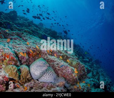 usine de poisson maldives moray en nid d'abeille Banque D'Images