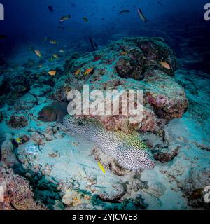 usine de poisson maldives moray en nid d'abeille Banque D'Images