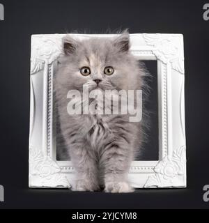 Adorable chaton bleu tortie British Longhair, debout à travers un cadre vide. Regarder vers la caméra avec une expression douce. Isolé sur un backgrou noir Banque D'Images