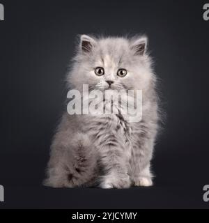 Adorable chaton bleu tortie British Longhair, assis face à l'avant. Regarder vers la caméra avec une expression douce et amicale. Isolé sur Banque D'Images