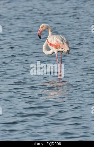 Grand flamant rose (Phoenicopterus roseus) dans une solution saline, estuaire du Tage, Lisbonne, Portugal, Europe Banque D'Images