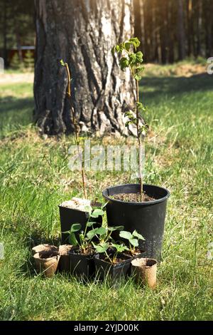 Fraises, framboises, raisins de Corinthe plantules en verres de tourbe sur l'herbe, prêts à planter dans le jardin. Préparation pour la plantation, la croissance naturelle de berr Banque D'Images
