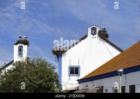 Cigognes blanches (Ciconia Ciconia) nichant au sommet de maisons dans le centre-ville de Comporta, Alentejo, Portugal, Europe Banque D'Images