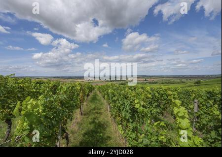 Vignobles près de Huettenbach, basse-Franconie, Bavière, Allemagne, Europe Banque D'Images