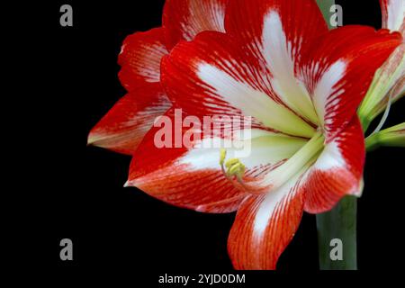 Un gros plan d'une fleur d'amaryllis rouge montre des structures de pétales détaillées sur un fond noir Banque D'Images