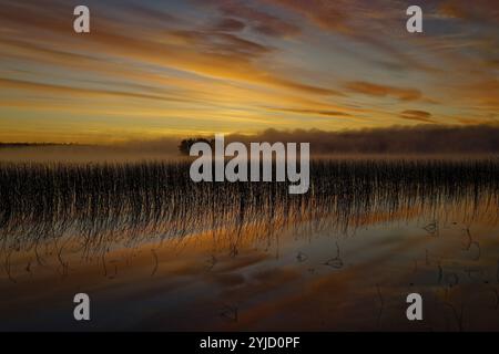 Lac, humeur matinale, coloration rouge intense dans le ciel et l'eau, voile de brume au-dessus de l'eau, île couverte d'arbres dans le lac, roseaux devant, Laponie Banque D'Images