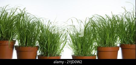 Brins d'herbe dans des pots de fleurs sur un fond blanc, plan studio Banque D'Images