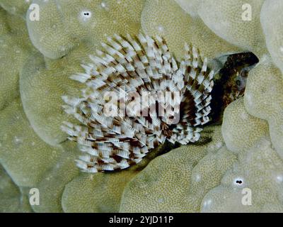 Animal marin à motifs bruns et blancs, le ver tubulaire indo-pacifique (Sabellastarte spectabilis), sur un corail pierreux. Site de plongée Gondol Reef, Gondol, Bali, in Banque D'Images