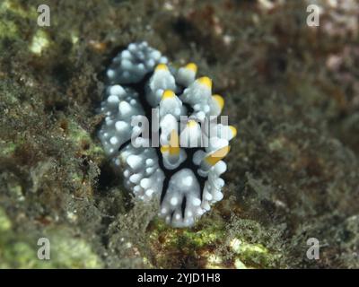 Une petite nudibranche blanche aux pointes jaunes, la limace jaune (Phyllidia varicosa), repose sur le fond marin. Site de plongée Prapat, Penyapangan, Bali, Indonésie Banque D'Images
