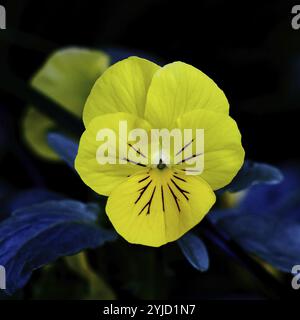 Violette cornée (hybride Viola cornuta), pensée, fleur jaune sur fond noir, plantes, fleurs, famille violette, Wilnsdorf, Rhénanie-du-Nord-Westphal Banque D'Images