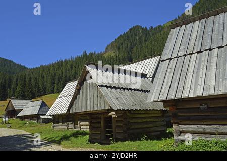 Une rangée de vieilles cabanes de berger dans la clairière de Chocholowska, en arrière-plan une pente de montagne couverte de forêt d'épinettes. West Tatras, Pologne, Europe Banque D'Images