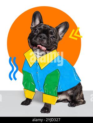 Heureux bouledogue français habillé d'une veste bleu et vert vif, posant sur fond blanc avec cercle orange. Collage d'art contemporain. Banque D'Images