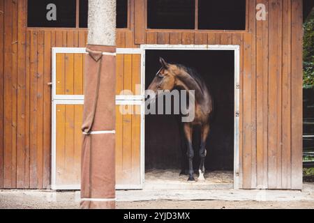 Beau cheval brun debout devant ses écuries prêt pour l'équitation. Animal majestueux, un cheval dans un ranch en Slovénie Banque D'Images