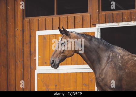 Beau cheval brun debout devant ses écuries prêt pour l'équitation. Animal majestueux, un cheval dans un ranch en Slovénie Banque D'Images