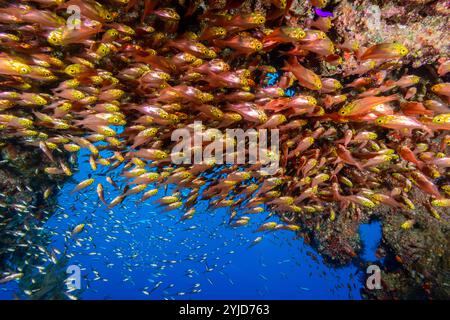 balayeuses jaunes dans la caverne mer rouge Banque D'Images