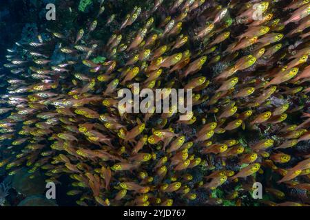 balayeuses jaunes dans la caverne mer rouge Banque D'Images