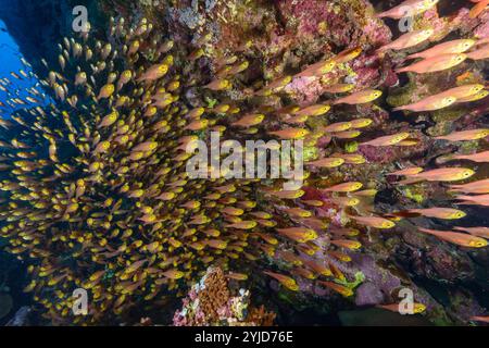 balayeuses jaunes dans la caverne mer rouge Banque D'Images