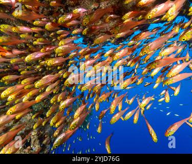 balayeuses jaunes dans la caverne mer rouge Banque D'Images