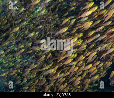 balayeuses jaunes dans la caverne mer rouge Banque D'Images