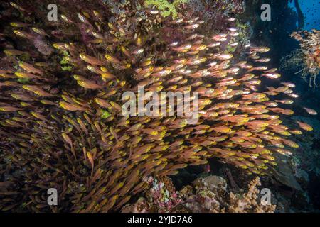 balayeuses jaunes dans la caverne mer rouge Banque D'Images