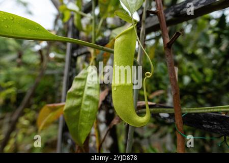 Usine de pichet piège à insectes dans la forêt tropicale de Bornéo en Malaisie Banque D'Images