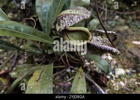 Usine de pichet piège à insectes dans la forêt tropicale de Bornéo en Malaisie Banque D'Images